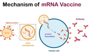 Revolutionizing Vaccine Delivery with Lipid Nanoparticles against Viral Lung Infections 1