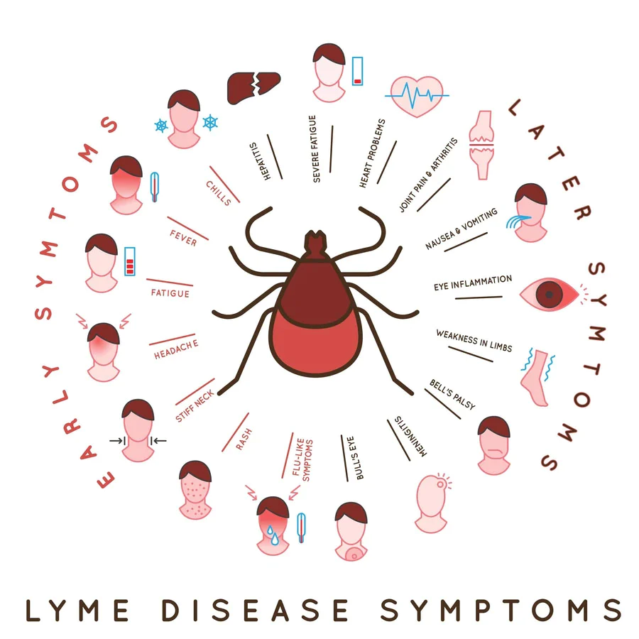Lyme Disease and Children: New Research Alleviating Parental Concerns 27