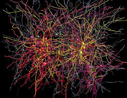 A surprisingly simple model explains how brain cells organize and connect 1
