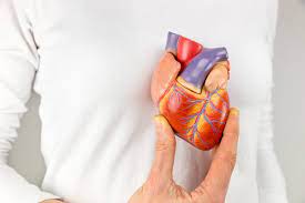 Revolutionizing Cardiac Research with a Biorobotic Heart 1